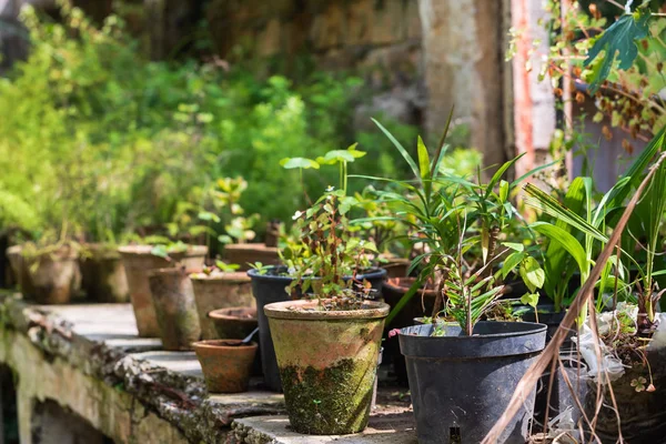 Plantes Dans Les Pots Serre Gros Plan — Photo