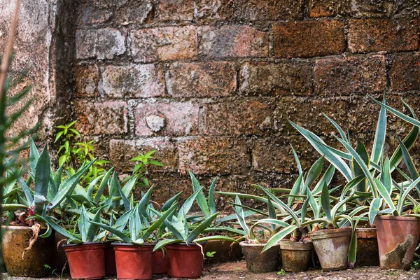 Green Plants Pots Greenhouse — Stock Photo, Image