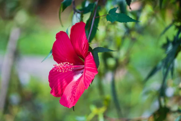 Hibiscus Kukka Puutarhassa Lähikuva — kuvapankkivalokuva