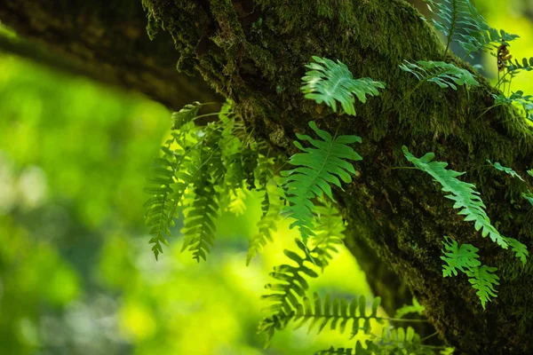 Samambaia Jovem Árvore Clos Eup — Fotografia de Stock