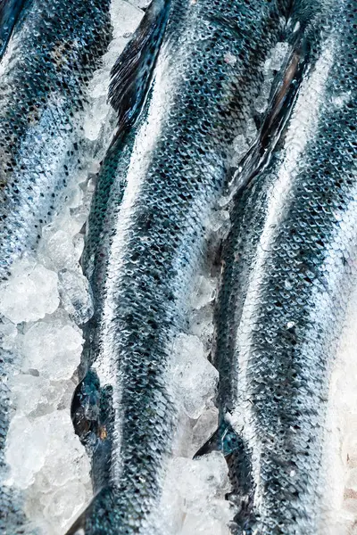 Roher Lachsfisch Auf Dem Eis Nahaufnahme — Stockfoto