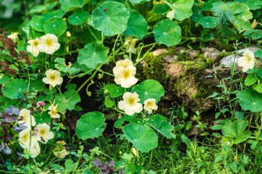 bahçede nasturtium çiçekler. Doğa