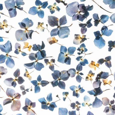 beyaz kuru mavi ortanca çiçekler