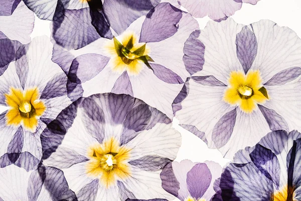 Στεγνά Λουλούδια Κοντινό — Φωτογραφία Αρχείου