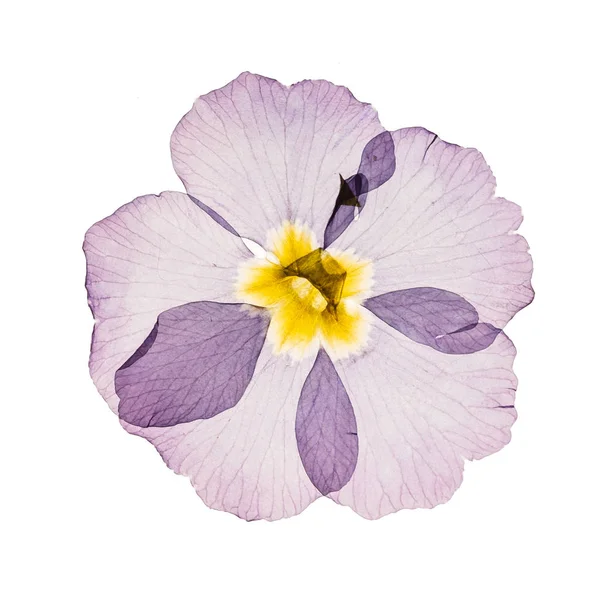Száraz Primrózsa Virág Közelről — Stock Fotó