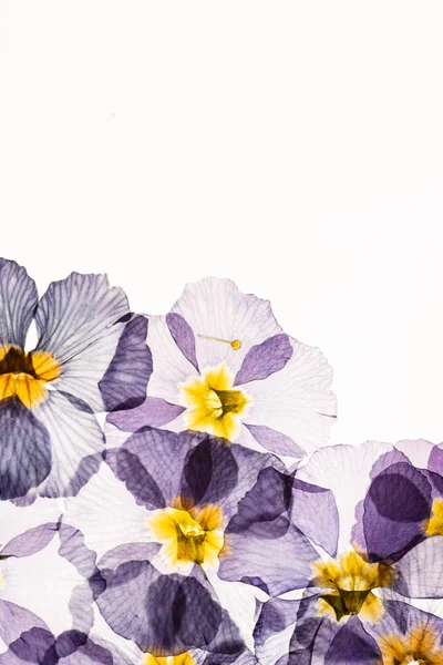 Στεγνά Λουλούδια Κοντινό — Φωτογραφία Αρχείου
