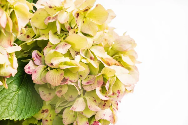 Hortensia Kukka Eristetty Valkoinen — kuvapankkivalokuva