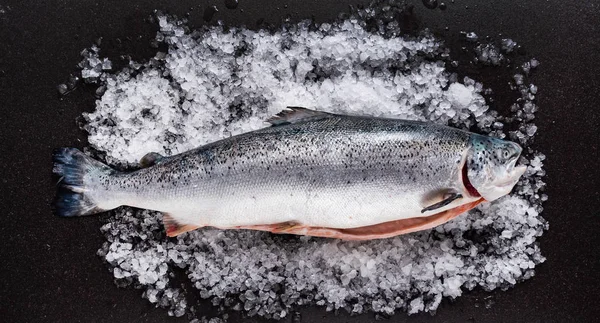 Lax Fisk Isen Närbild — Stockfoto