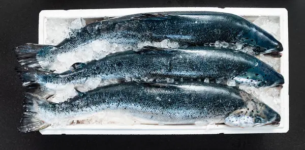 Lax Fisk Isen Närbild — Stockfoto