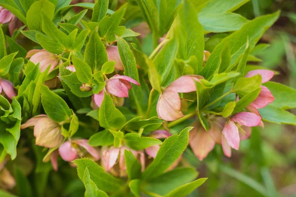 Hellebore Fiore Rosa Natalizia Vicino — Foto Stock