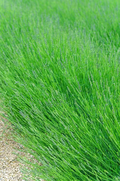 Grünes Lavendelfeld Frühling Frankreich — Stockfoto