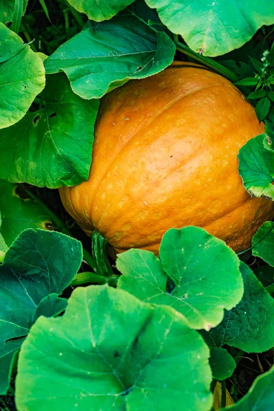 Organic Pumpkin Garden Close — Stock Photo, Image