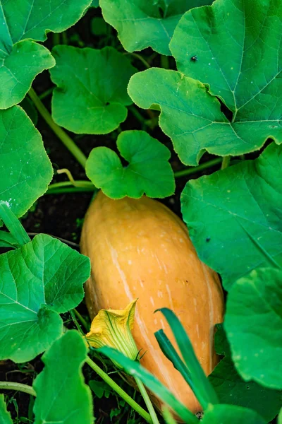 Organic Pumpkin Garden Close — Stock Photo, Image