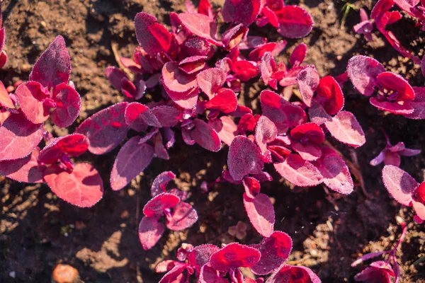 Jong Rood Orach Tuin Close — Stockfoto