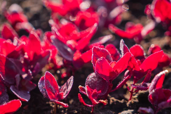 Young Red Orach Growing Garden — Stock Photo, Image