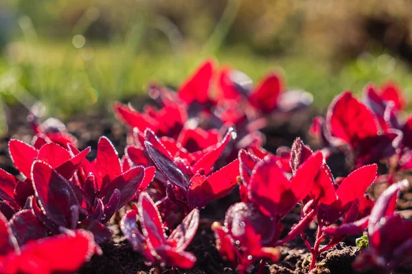 Young Red Orach Growing Garden — Stock Photo, Image