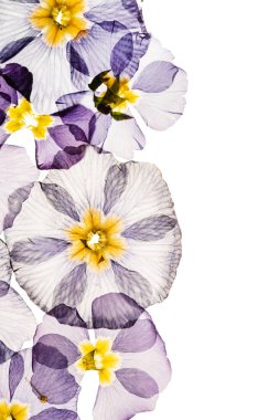 kuru çuha çiçeği, izole