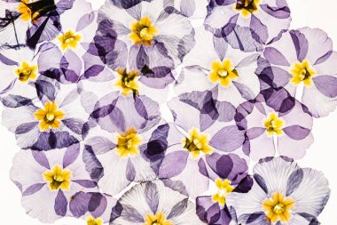 kuru çuha çiçeği, izole