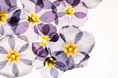 kuru çuha çiçeği, izole