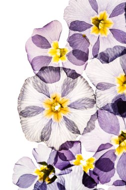 kuru çuha çiçeği, izole