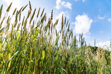 bulutlar ile mavi gökyüzü üzerinde spelt alan