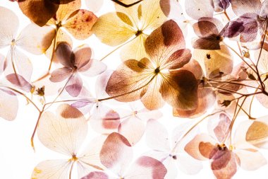 Beyaz arka plan üzerinde izole pembe ortanca çiçek