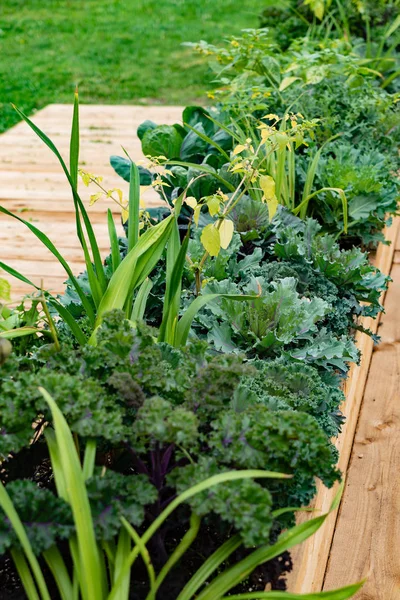 edible garden with different kinds of green herbs