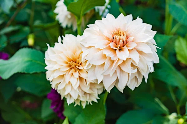 Kaunis Dahlias Kasvaa Puutarhassa — kuvapankkivalokuva