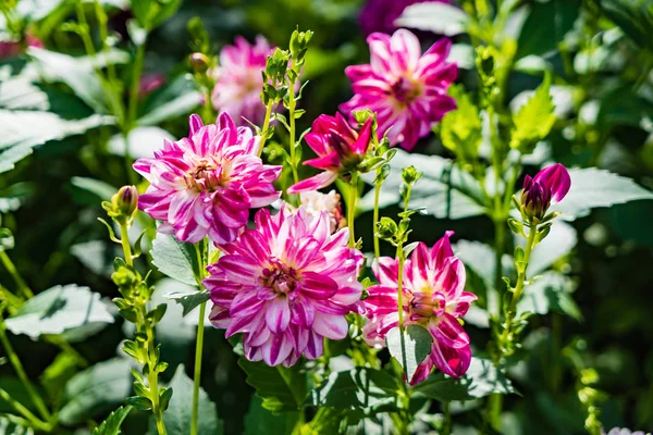 Beautiful Dahlias Growing Garden — Stock Photo, Image
