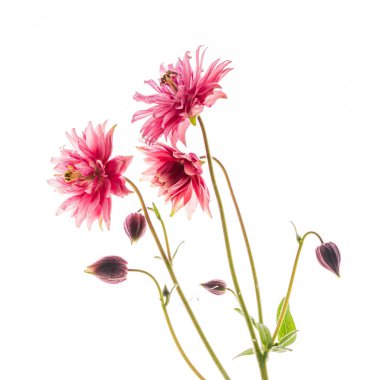 Beyaz arka planda aquilegia çiçekleri