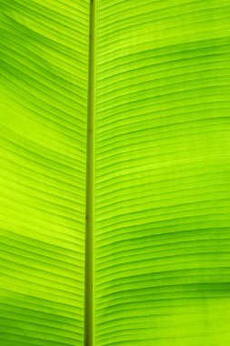 Yeşil yaprak arka plan. Yaprak dokusu 