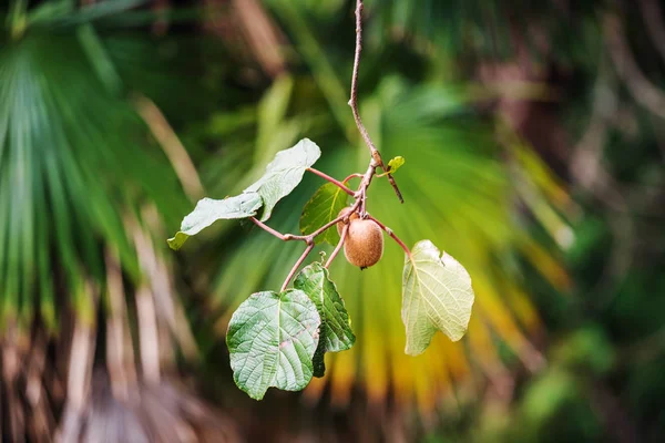 Los Kiwis Verdes Maduran Árbol Acercan — Foto de Stock