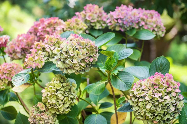 花园里美丽的绣花花 — 图库照片