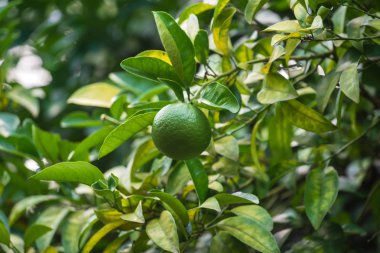 Limon meyve ağacı üzerinde