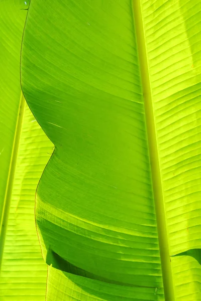 Foglie Verdi Sfondo Texture — Foto Stock
