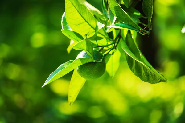 Limon meyve ağacı üzerinde