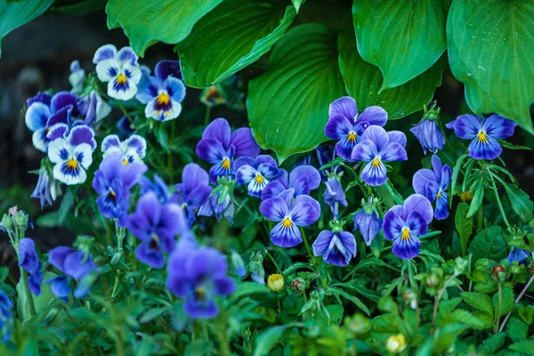 Blå Pansy Blomster Hagen – stockfoto