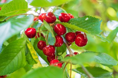 dalda olgun kiraz, yakın