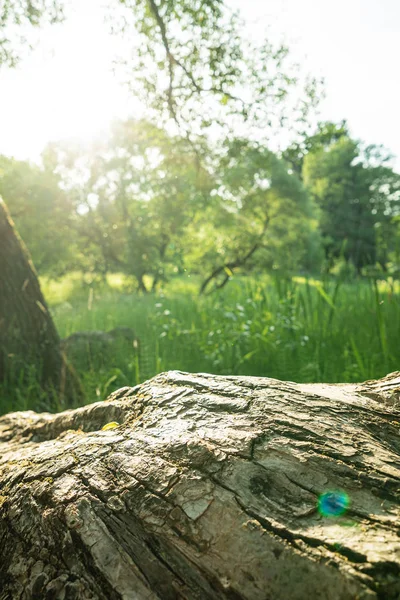 Beautiful Summer Day Park — Stock Photo, Image