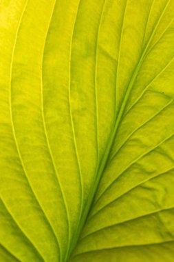 Teh beyaz üzerinde yeşil yaprak izole