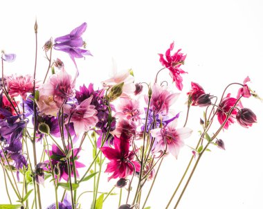 Beyaz arka planda hasekiküpesi çiçekler, izole