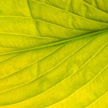 yeşil yaprak arkaplanı, kapat