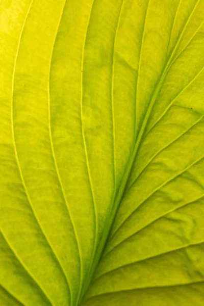 Green Leaf Isolated Teh White — Stock Photo, Image