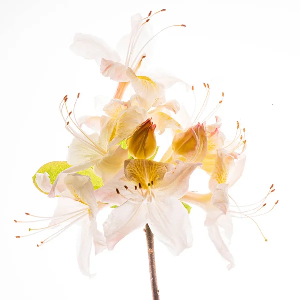 Fiore Rododendro Sullo Sfondo Bianco Isolato — Foto Stock