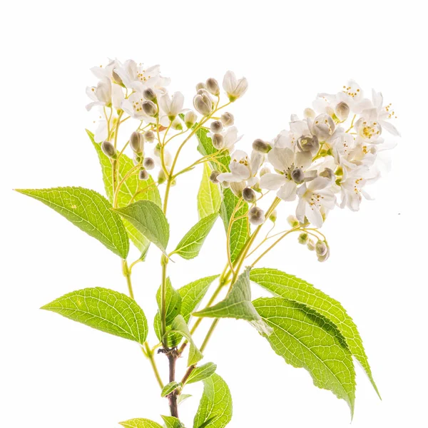 Spring Flower White Background Close — Stock Photo, Image