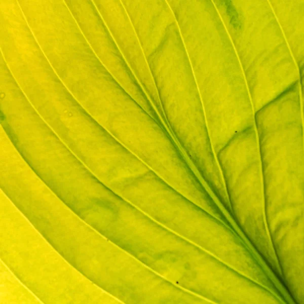 Yeşil Yaprak Arkaplanı Kapat — Stok fotoğraf