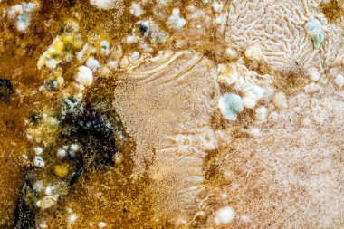 Gıda üzerinde kalıp, doku için closeup, yakın çekim