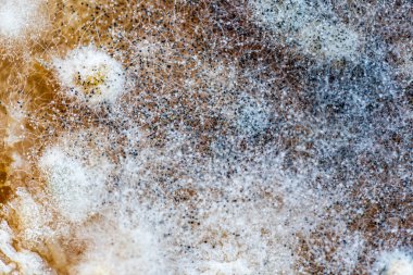 Gıda üzerinde kalıp, doku için closeup, yakın çekim