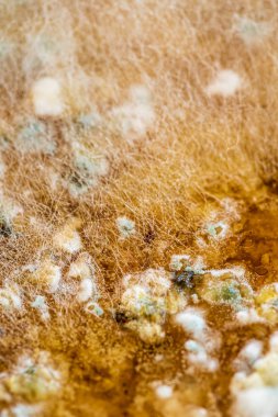 Gıda üzerinde kalıp, doku için closeup, yakın çekim