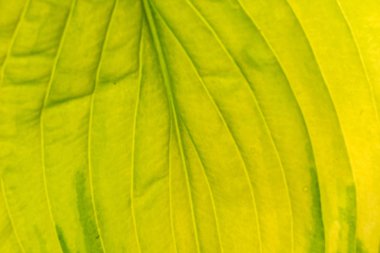 Teh beyaz üzerinde yeşil yaprak izole